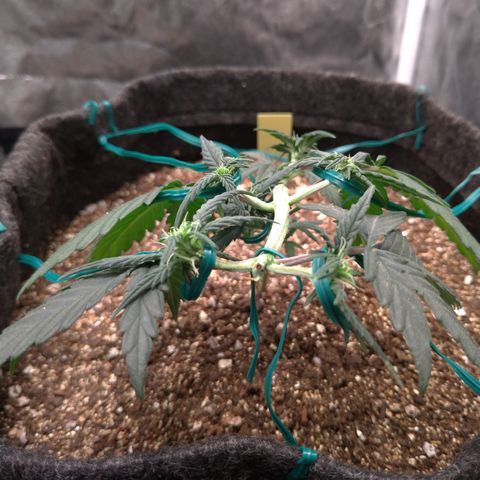 LemonHaze#2 growlog timeline photo