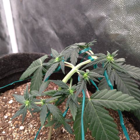 LemonHaze#2 growlog timeline photo