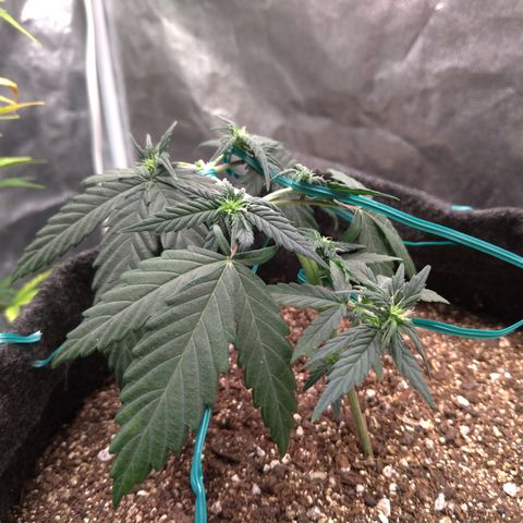 LemonHaze#2 growlog timeline photo