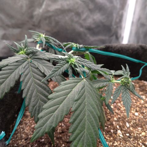 LemonHaze#2 growlog timeline photo