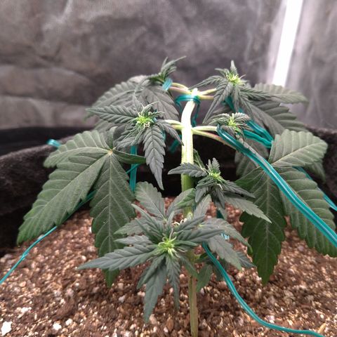LemonHaze#2 growlog timeline photo