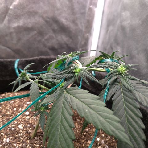 LemonHaze#2 growlog timeline photo
