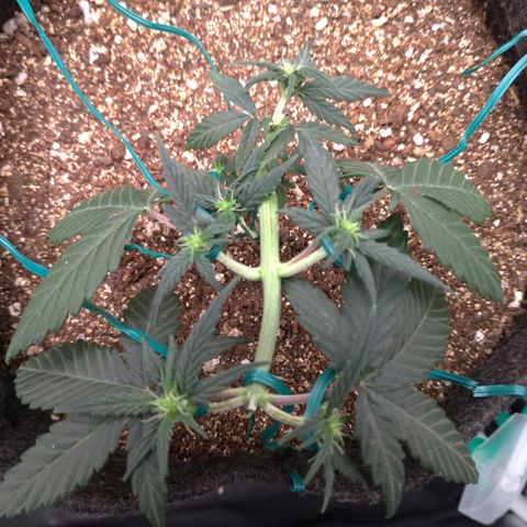 LemonHaze#2 growlog timeline photo