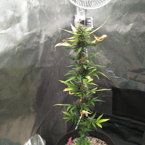 LondonCheese#1 growlog timeline photo