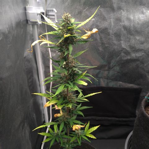 LondonCheese#1 growlog timeline photo