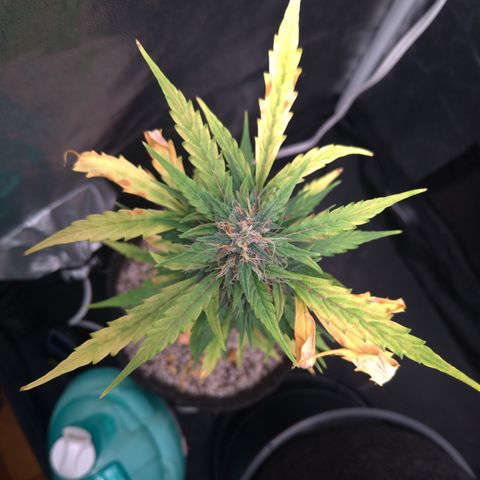 LondonCheese#1 growlog timeline photo