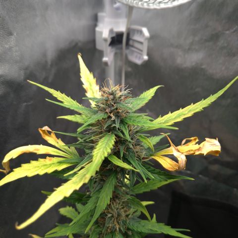 LondonCheese#1 growlog timeline photo