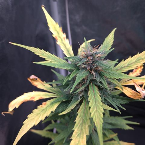 LondonCheese#1 growlog timeline photo