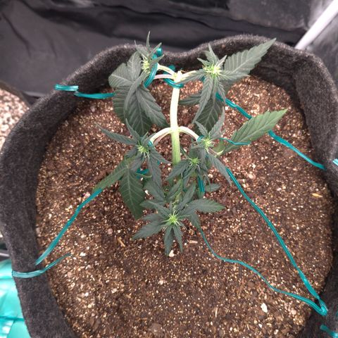 LemonHaze#2 growlog timeline photo