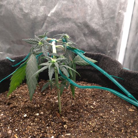 LemonHaze#2 growlog timeline photo