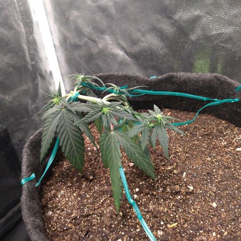 LemonHaze#2 growlog timeline photo