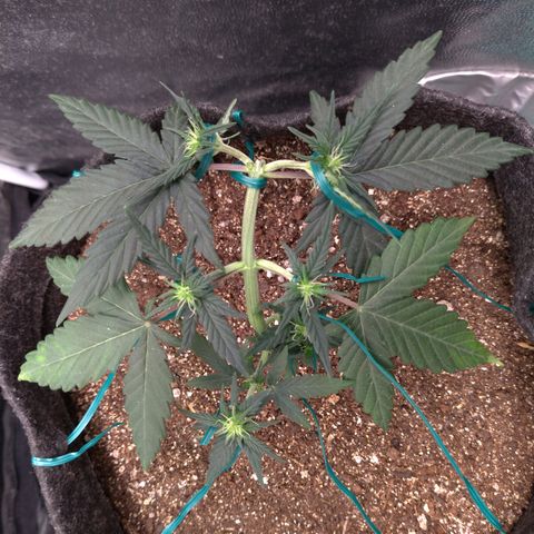 LemonHaze#2 growlog timeline photo