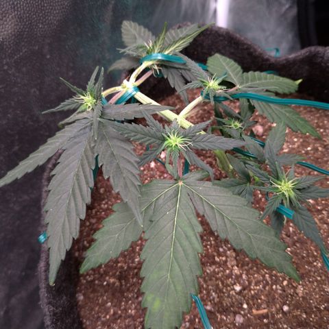 LemonHaze#2 growlog timeline photo