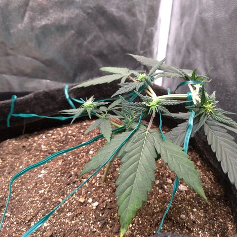 LemonHaze#2 growlog timeline photo