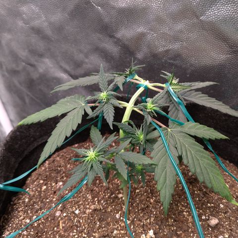 LemonHaze#2 growlog timeline photo