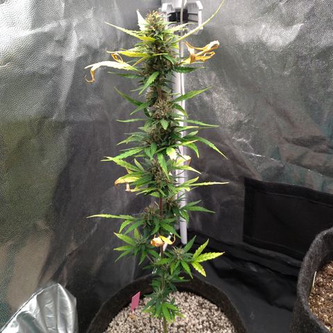 LondonCheese#1 growlog timeline photo