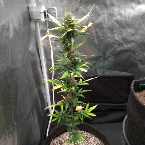 LondonCheese#1 growlog timeline photo