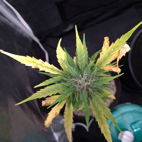 LondonCheese#1 growlog timeline photo
