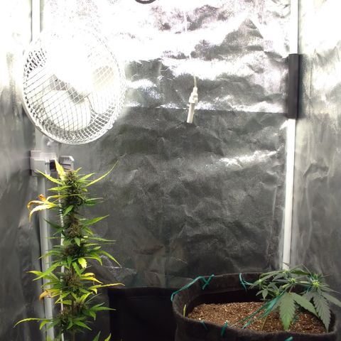 LemonHaze#2 growlog timeline photo