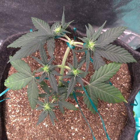 LemonHaze#2 growlog timeline photo