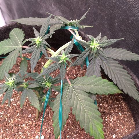 LemonHaze#2 growlog timeline photo