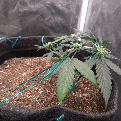 LemonHaze#2 growlog timeline photo