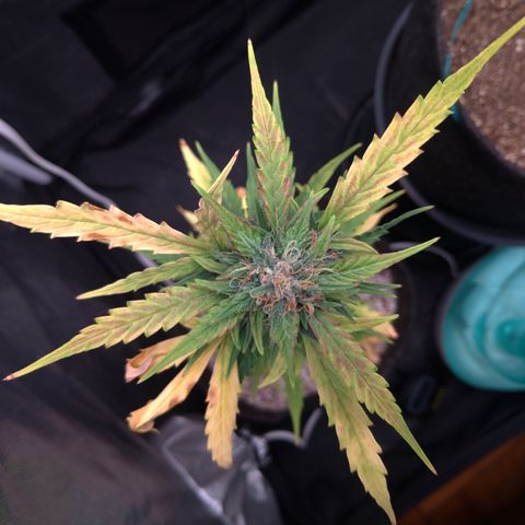 LondonCheese#1 growlog timeline photo
