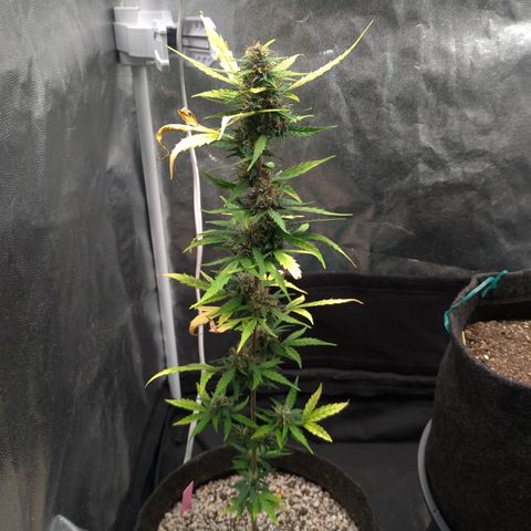 LondonCheese#1 growlog timeline photo