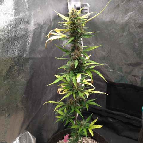 LondonCheese#1 growlog timeline photo