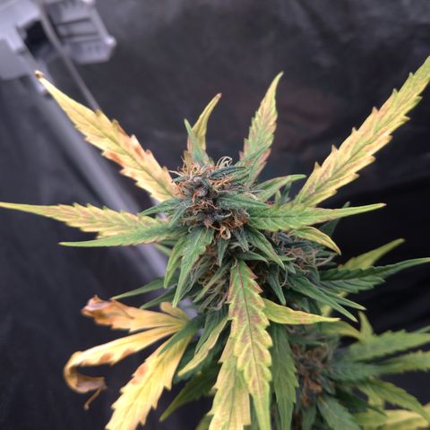 LondonCheese#1 growlog timeline photo