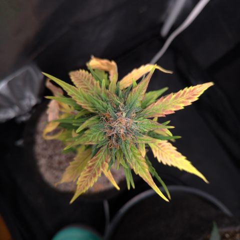 LondonCheese#1 growlog timeline photo