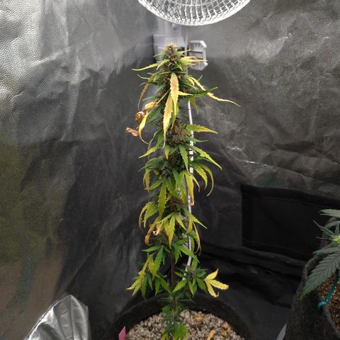 LondonCheese#1 growlog timeline photo