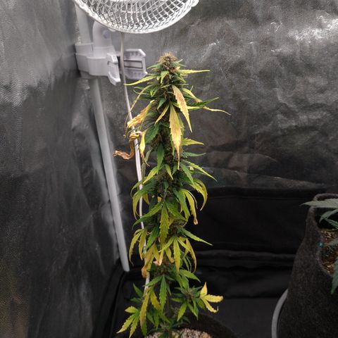 LondonCheese#1 growlog timeline photo