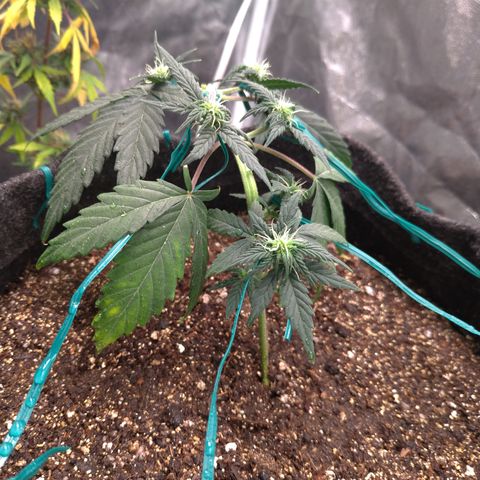 LemonHaze#2 growlog timeline photo