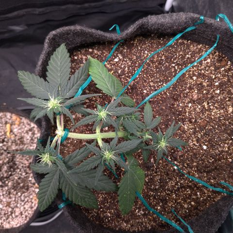 LemonHaze#2 growlog timeline photo