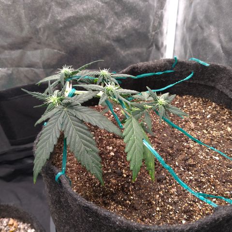 LemonHaze#2 growlog timeline photo