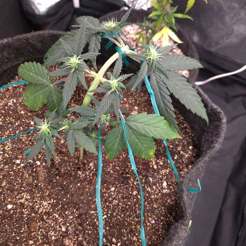 LemonHaze#2 growlog timeline photo