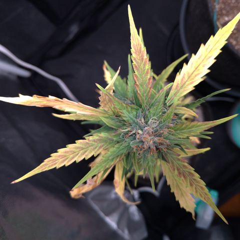 LondonCheese#1 growlog timeline photo