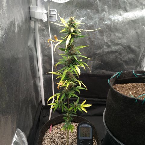 LondonCheese#1 growlog timeline photo