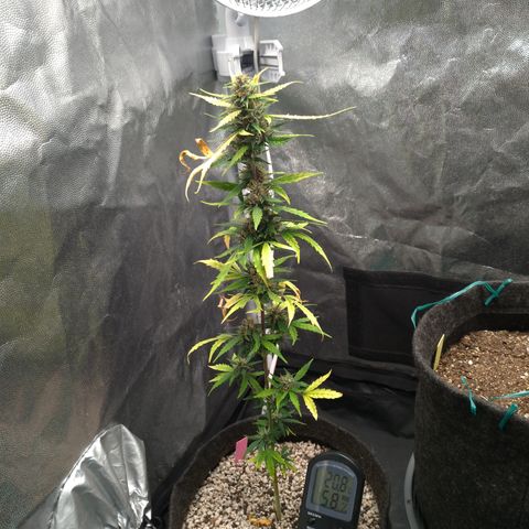 LondonCheese#1 growlog timeline photo