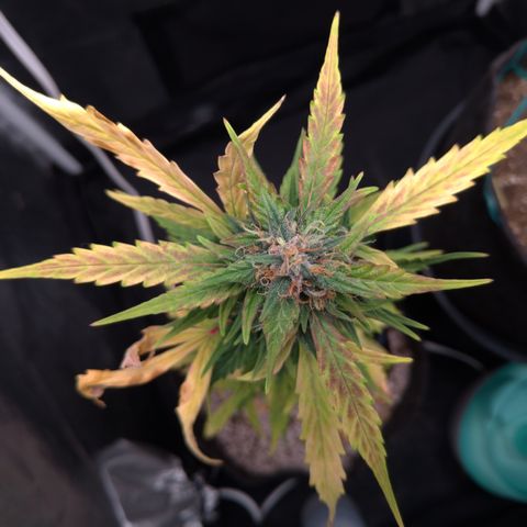 LondonCheese#1 growlog timeline photo