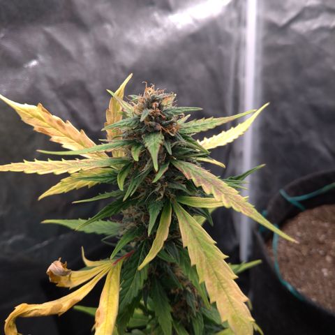LondonCheese#1 growlog timeline photo