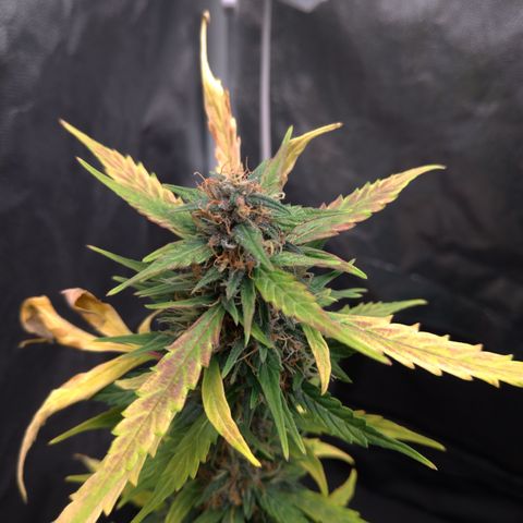 LondonCheese#1 growlog timeline photo