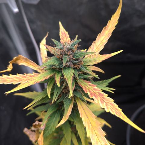 LondonCheese#1 growlog timeline photo