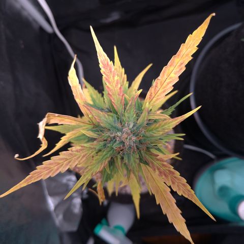 LondonCheese#1 growlog timeline photo