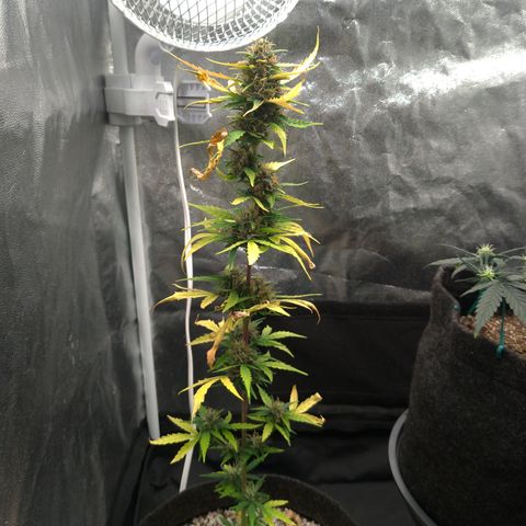 LondonCheese#1 growlog timeline photo