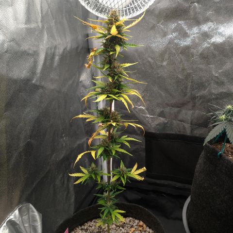 LondonCheese#1 growlog timeline photo