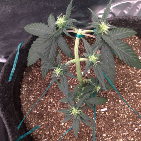LemonHaze#2 growlog timeline photo