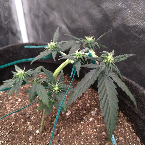 LemonHaze#2 growlog timeline photo