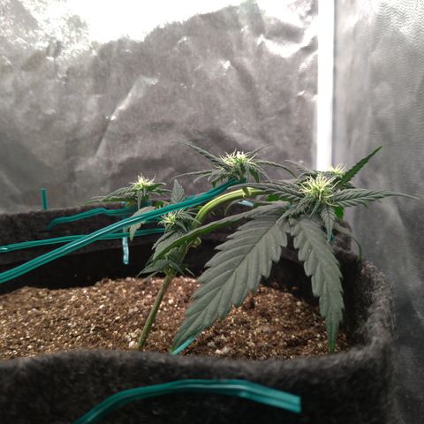 LemonHaze#2 growlog timeline photo